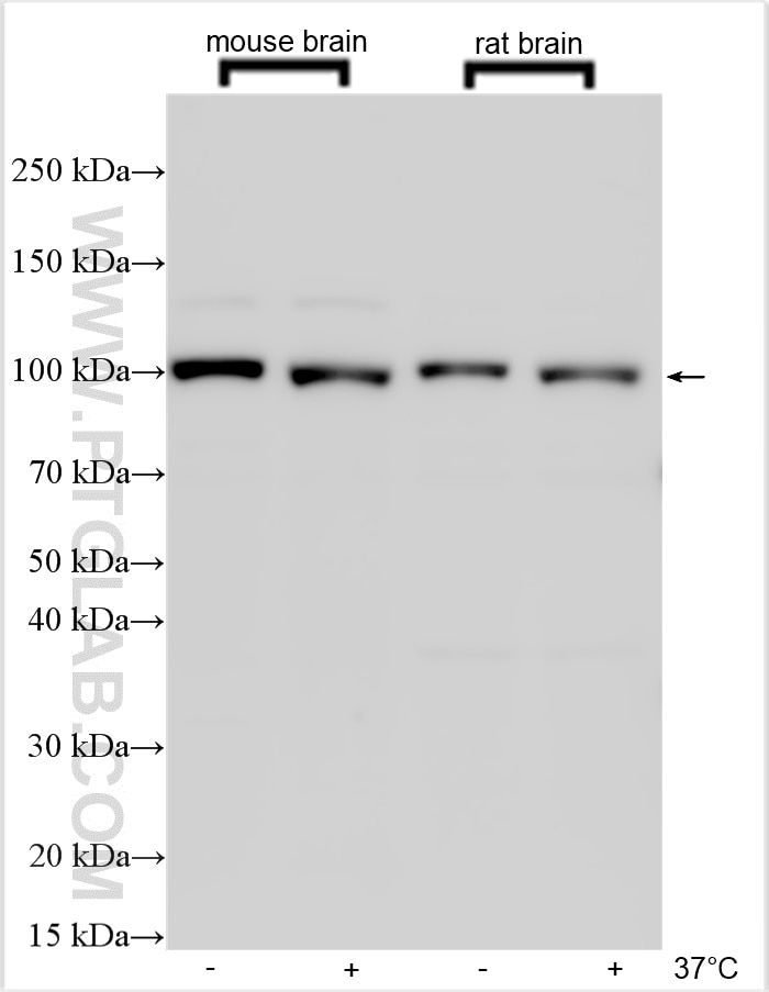 Western Blot (WB) analysis of various lysates using CACNA2D4 Polyclonal antibody (26674-1-AP)