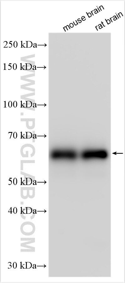 CACNB3