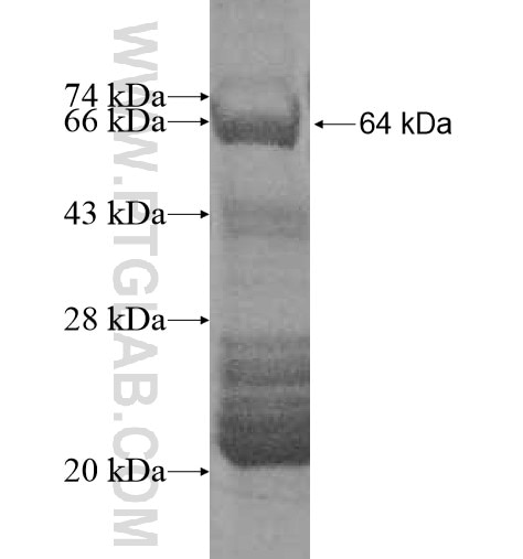 CACNB4 fusion protein Ag12178 SDS-PAGE