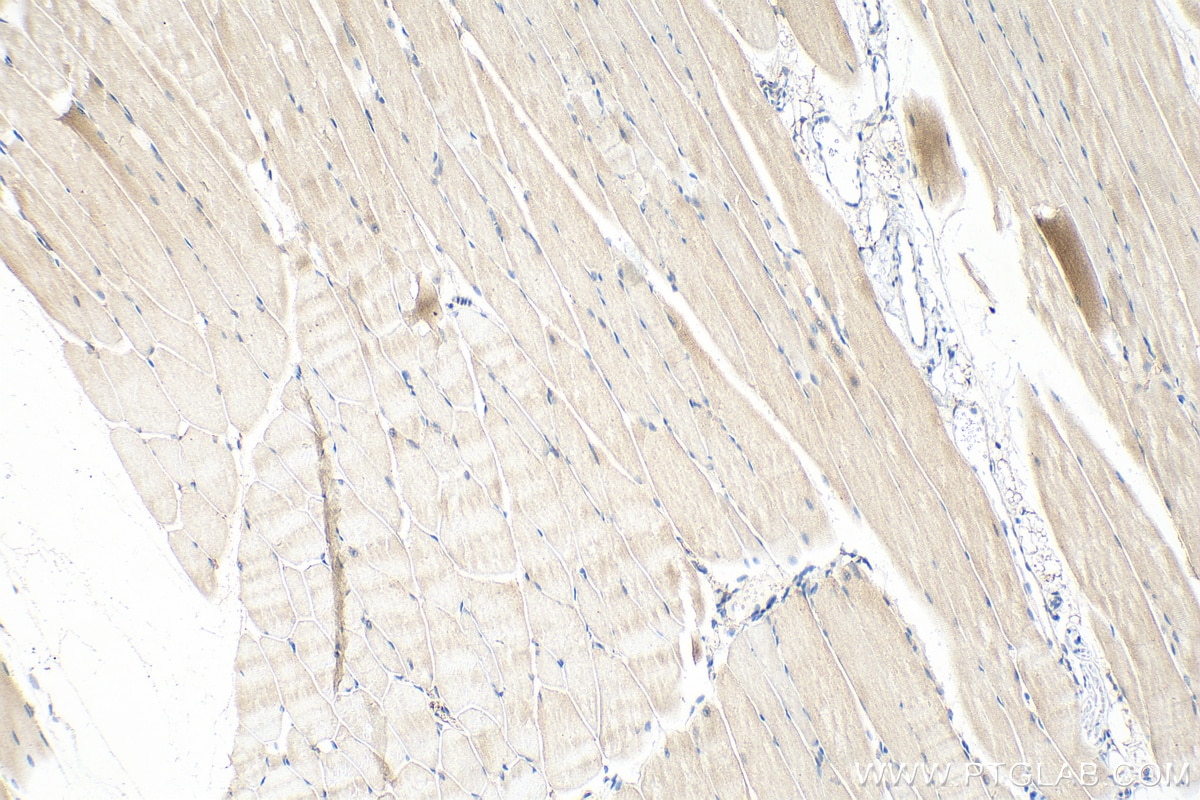 IHC staining of mouse skeletal muscle using 18389-1-AP