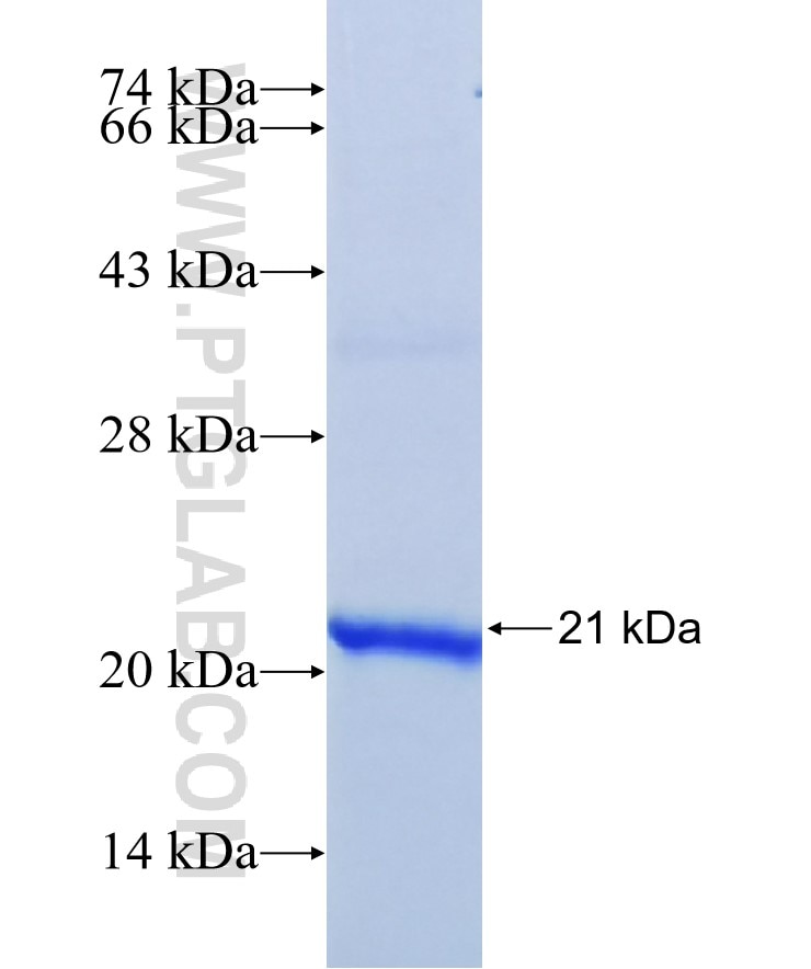 CACNG1 fusion protein Ag12918 SDS-PAGE