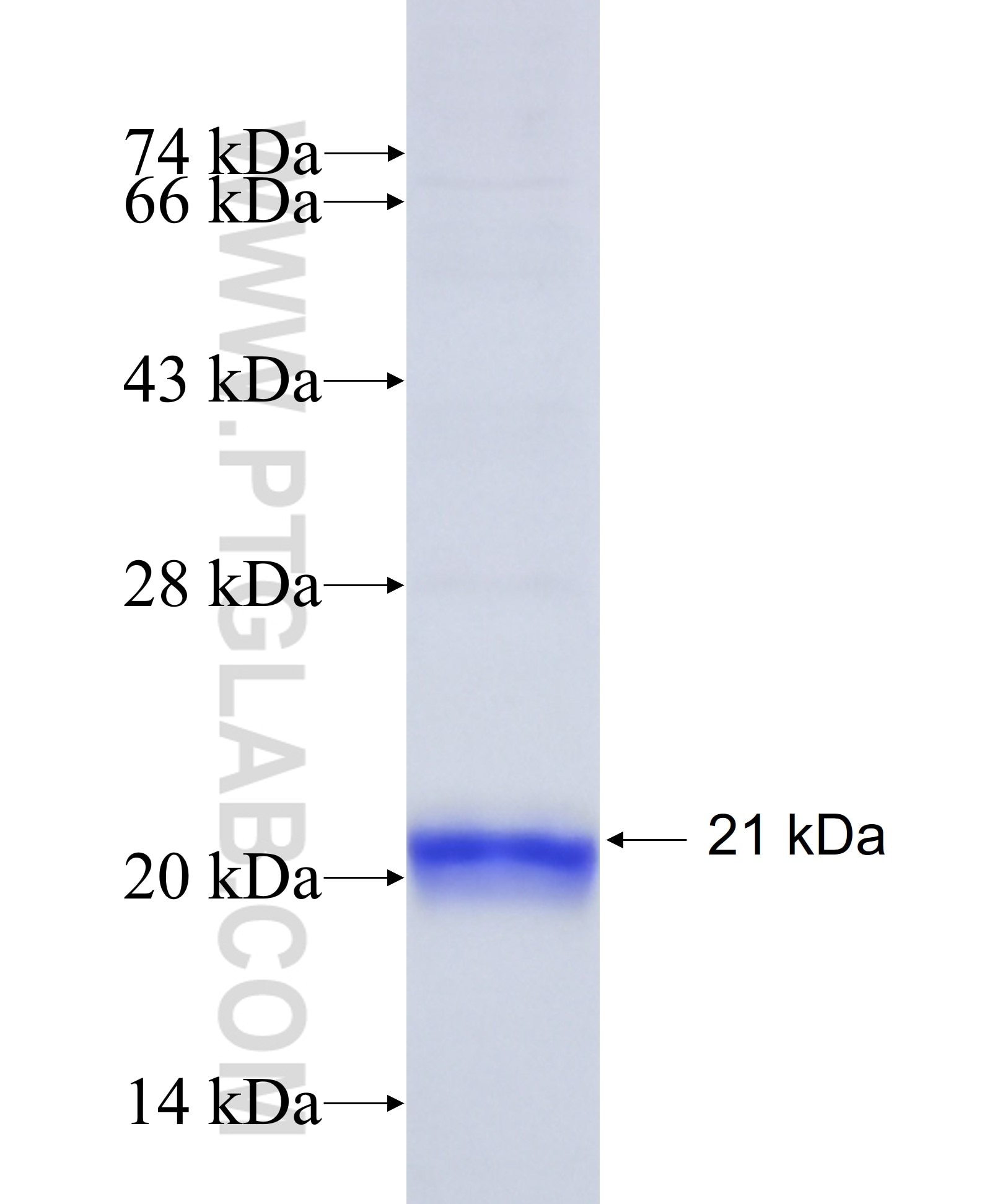 CACNG1 fusion protein Ag12918 SDS-PAGE