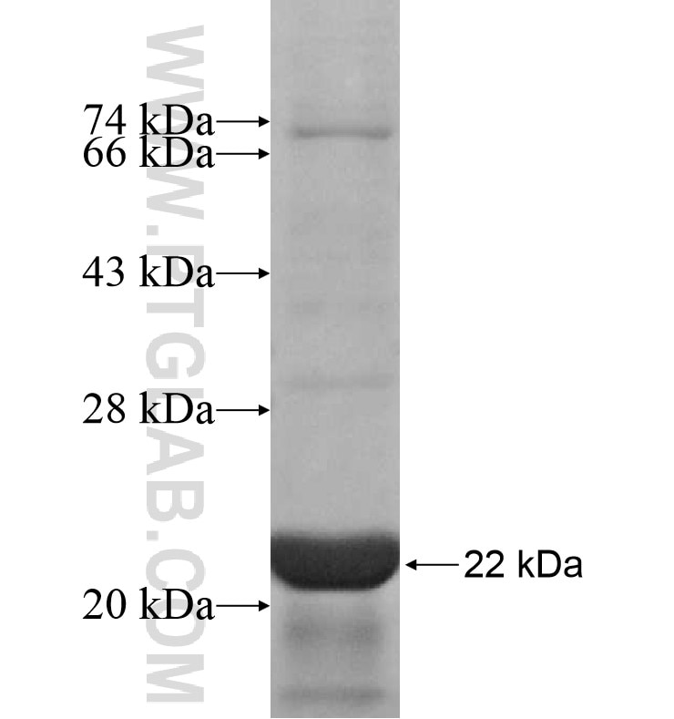 CACNG2 fusion protein Ag16717 SDS-PAGE