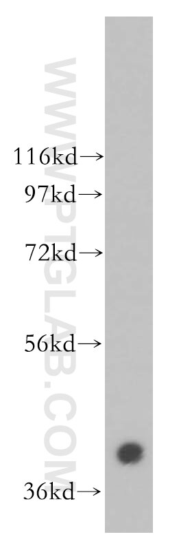 Western Blot (WB) analysis of HEK-293 cells using CACNG3 Polyclonal antibody (13729-1-AP)