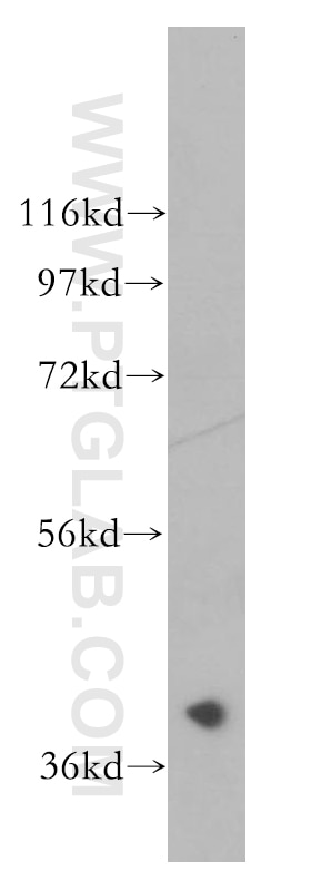 Western Blot (WB) analysis of mouse kidney tissue using CACNG3 Polyclonal antibody (13729-1-AP)