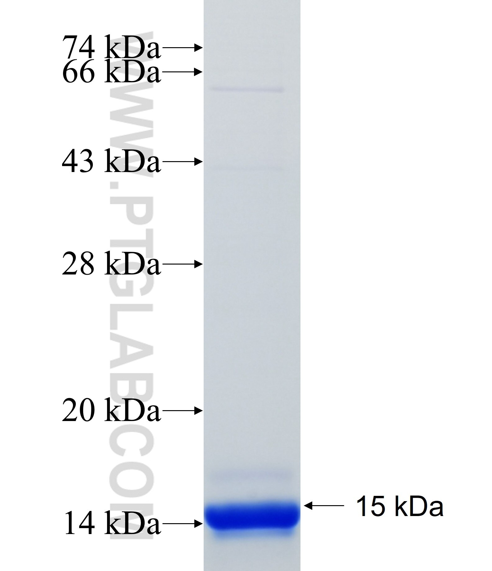 CACNG3 fusion protein Ag34868 SDS-PAGE CACNG3 fusion protein Ag34868 SDS-PAGE