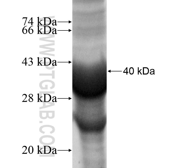 CACNG7 fusion protein Ag12334 SDS-PAGE