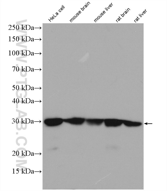 Western Blot (WB) analysis of HeLa cells using CACYBP Polyclonal antibody (11745-1-AP)