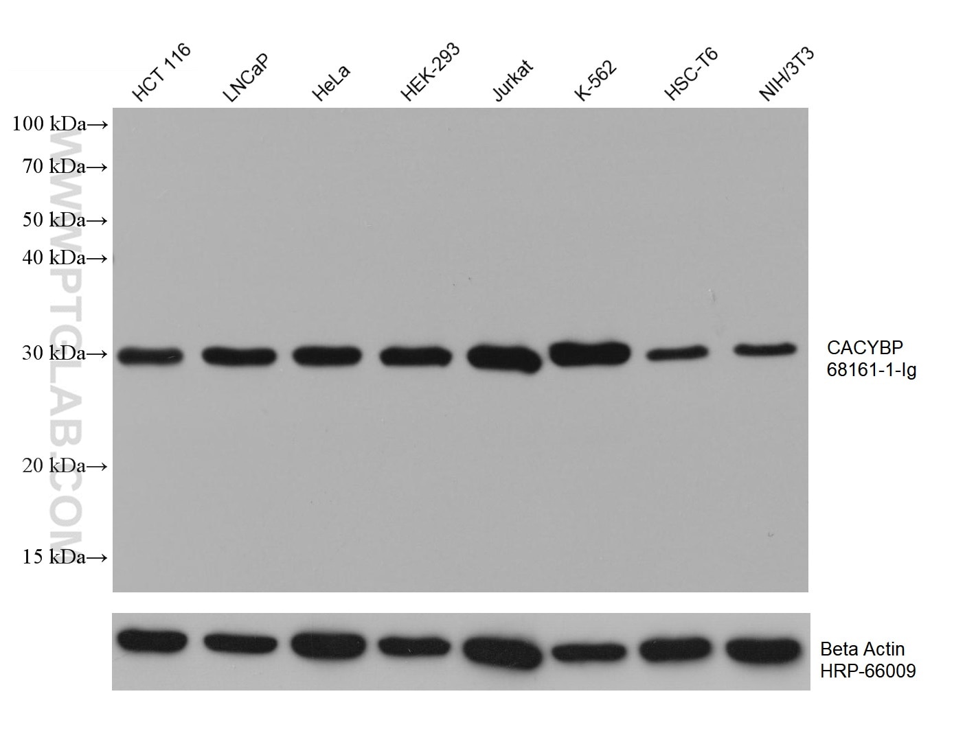 Western Blot (WB) analysis of various lysates using CACYBP Monoclonal antibody (68161-1-Ig)