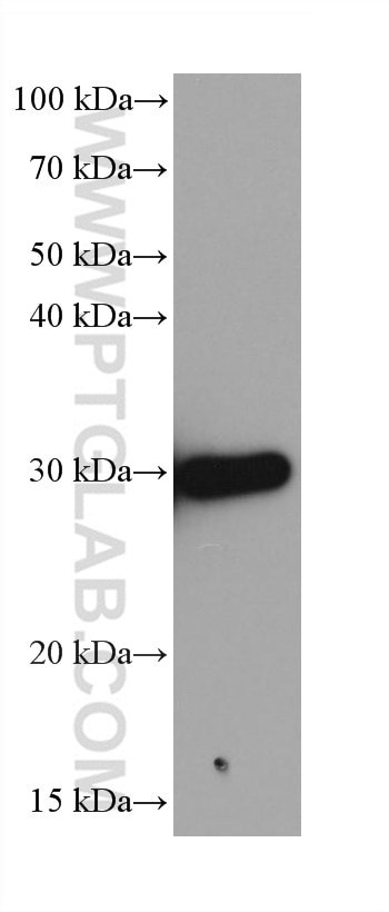 Western Blot (WB) analysis of 4T1 cells using CACYBP Monoclonal antibody (68161-1-Ig)