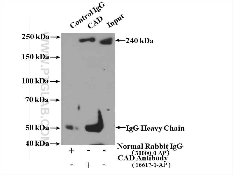 Immunoprecipitation (IP) experiment of HEK-293 cells using CAD Polyclonal antibody (16617-1-AP)