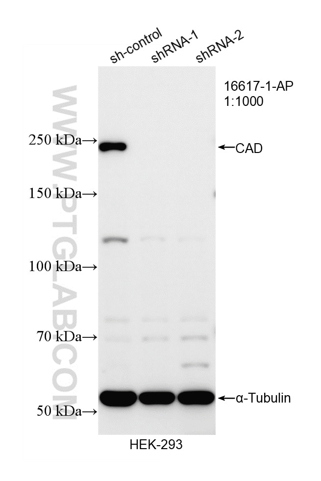 Western Blot (WB) analysis of HEK-293 cells using CAD Polyclonal antibody (16617-1-AP)