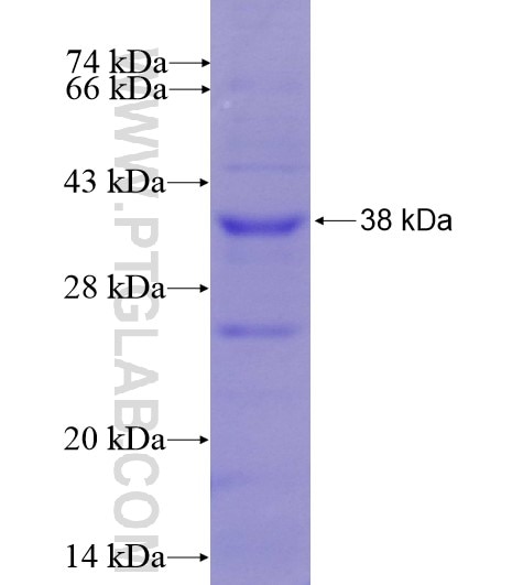 CADM1 fusion protein Ag5491 SDS-PAGE