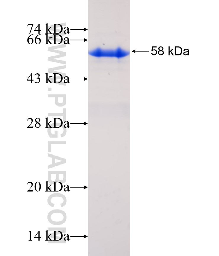 CADM1 fusion protein Ag5621 SDS-PAGE