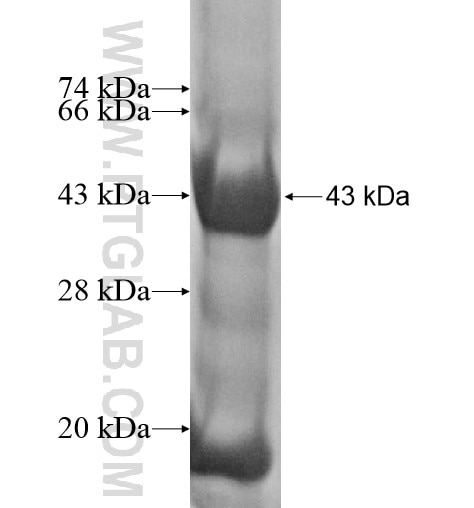 CADM2 fusion protein Ag12150 SDS-PAGE CADM2 fusion protein Ag12150 SDS-PAGE