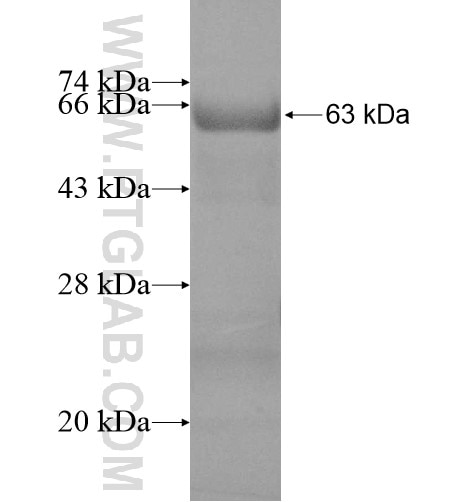 CADM2 fusion protein Ag12191 SDS-PAGE