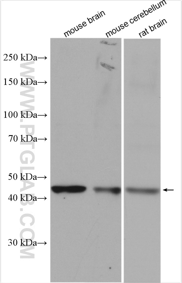 Western Blot (WB) analysis of various lysates using CADM3 Polyclonal antibody (15660-1-AP)