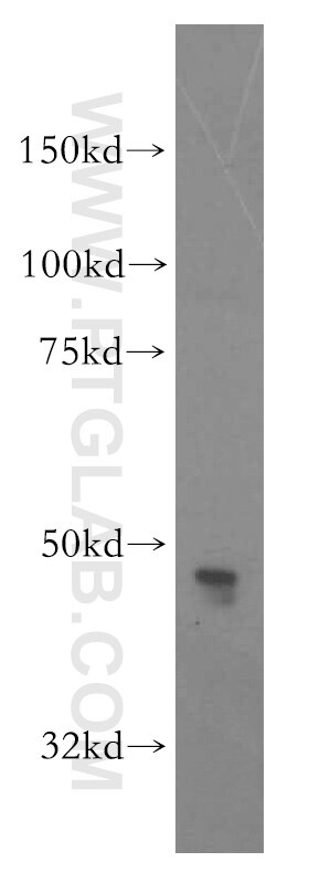 CADM3 Polyclonal antibody