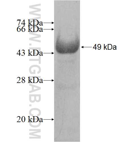 CADM3 fusion protein Ag8081 SDS-PAGE