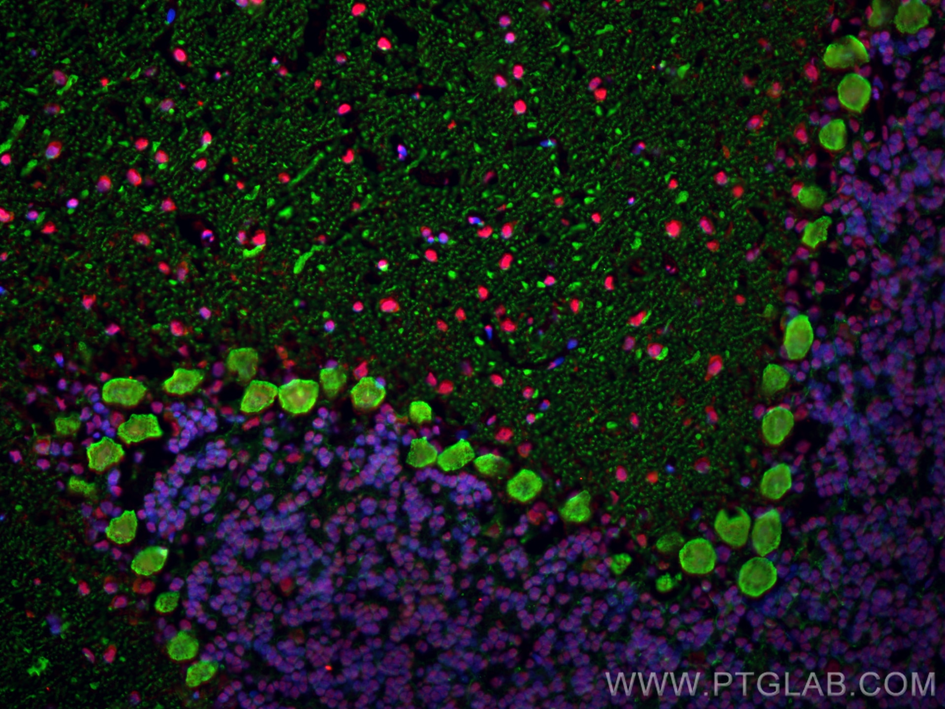 Immunofluorescence (IF) / fluorescent staining of rat cerebellum tissue using Calbindin-D28k Polyclonal antibody (14479-1-AP)