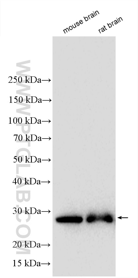 Western Blot (WB) analysis of various lysates using Calbindin-D28k Polyclonal antibody (14479-1-AP)