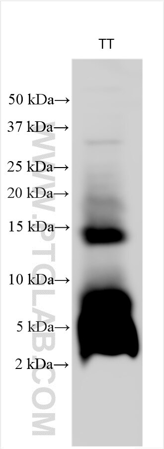 WB analysis using 22244-1-AP