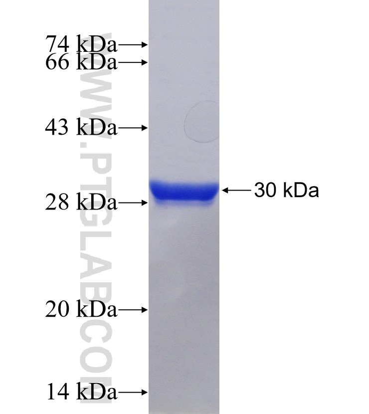 CALCA fusion protein Ag21383 SDS-PAGE