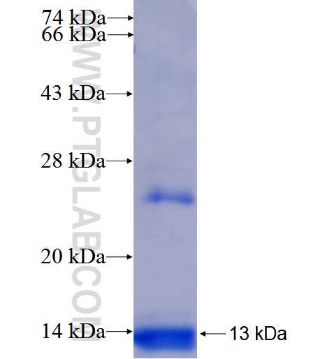 CALCA fusion protein Ag25697 SDS-PAGE