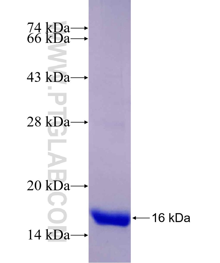 CALCA fusion protein Ag26141 SDS-PAGE