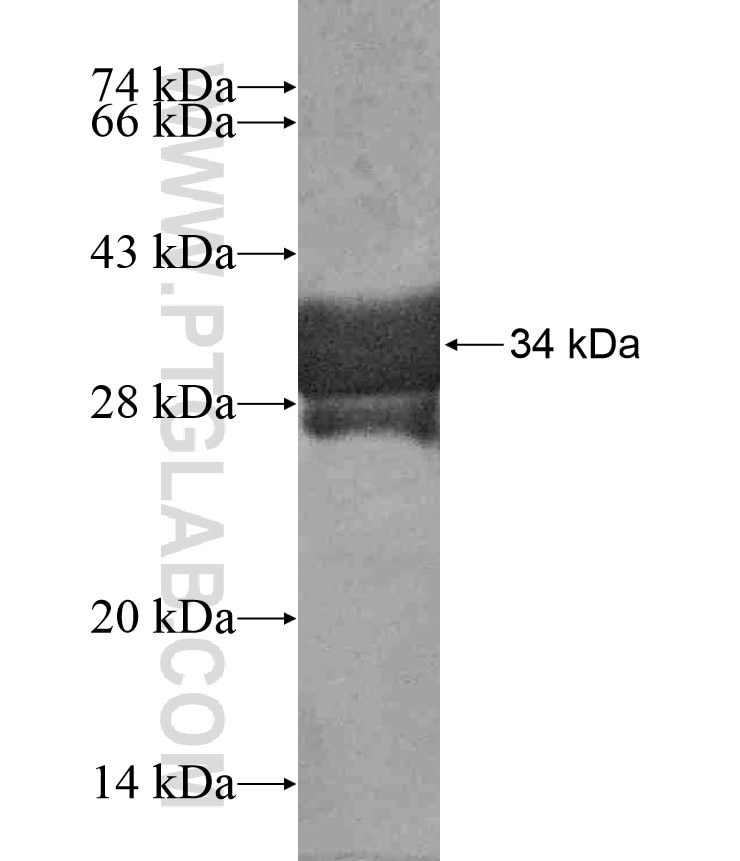 CALCA fusion protein Ag17737 SDS-PAGE