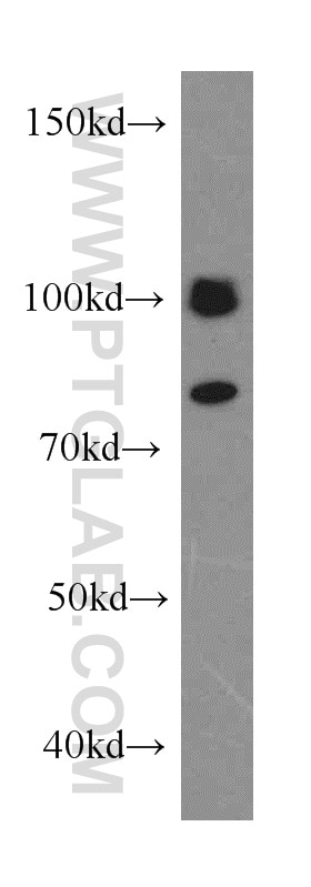 WB analysis of HT-1080 using 19843-1-AP