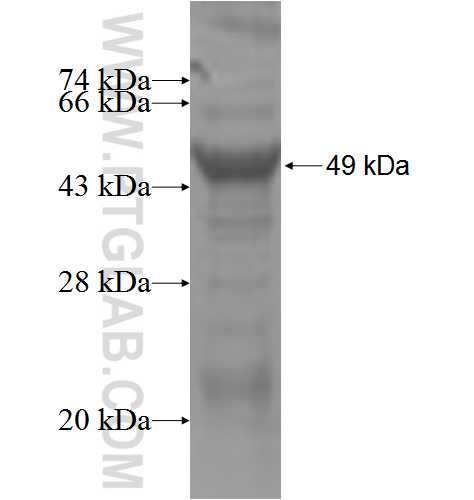 CALCYON fusion protein Ag4622 SDS-PAGE