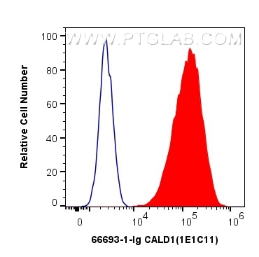 Flow cytometry (FC) experiment of HeLa cells using CALD1 Monoclonal antibody (66693-1-Ig)
