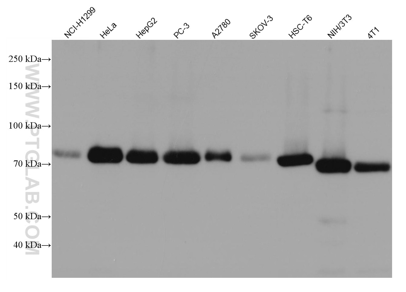 Western Blot (WB) analysis of various lysates using CALD1 Monoclonal antibody (66693-1-Ig)