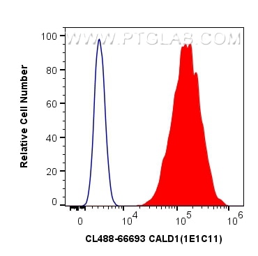 Flow cytometry (FC) experiment of HeLa cells using CoraLite® Plus 488-conjugated CALD1 Monoclonal ant (CL488-66693)