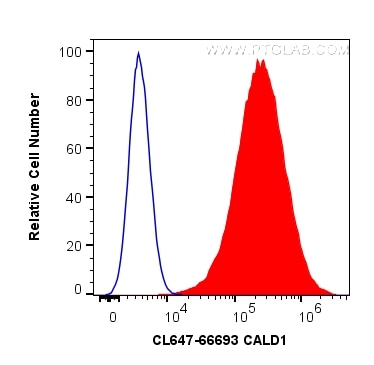 Flow cytometry (FC) experiment of HeLa cells using CoraLite® Plus 647-conjugated CALD1 Monoclonal ant (CL647-66693)
