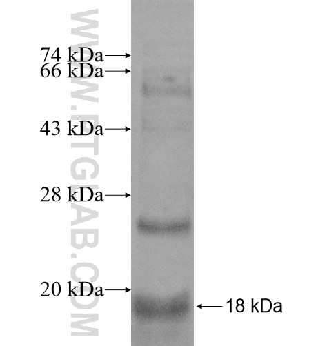 CALHM1 fusion protein Ag16056 SDS-PAGE
