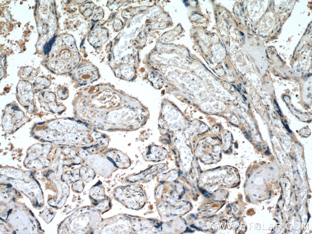 Immunohistochemistry (IHC) staining of human placenta tissue using CALHM2 Polyclonal antibody (19931-1-AP)