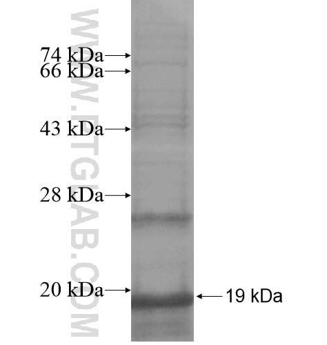 CALHM3 fusion protein Ag16057 SDS-PAGE
