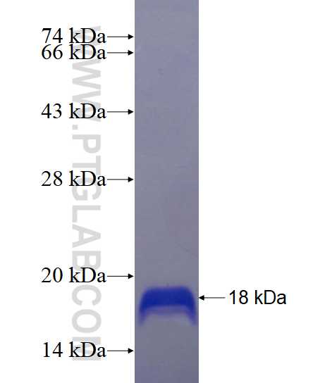 CALM2 fusion protein Ag17922 SDS-PAGE