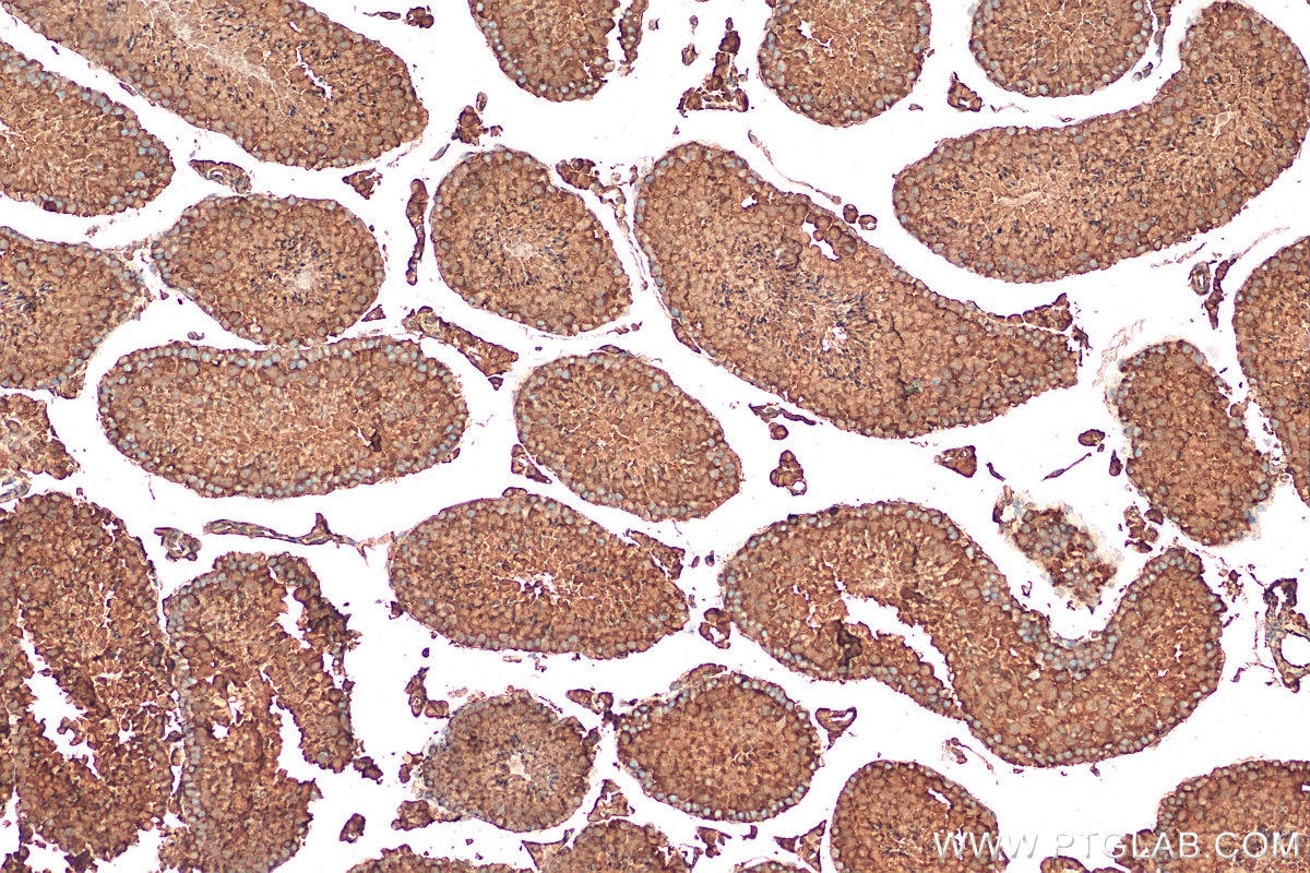 Immunohistochemistry (IHC) staining of mouse testis tissue using Calmodulin Polyclonal antibody (10541-1-AP)