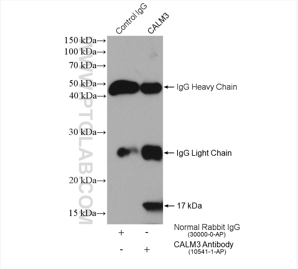 Immunoprecipitation (IP) experiment of Ramos cells using Calmodulin Polyclonal antibody (10541-1-AP)