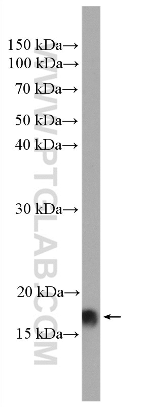 Western Blot (WB) analysis of MCF-7 cells using Calmodulin Polyclonal antibody (10541-1-AP)