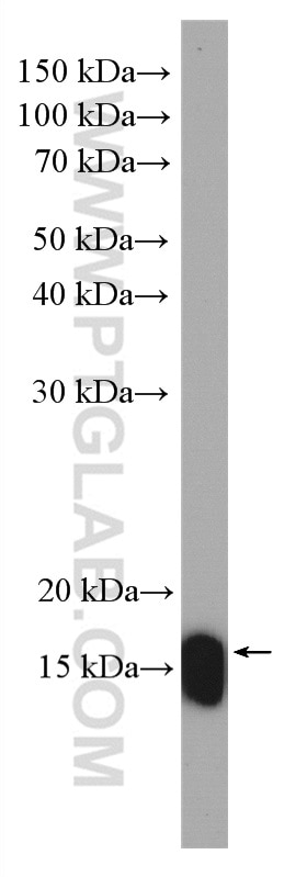 Western Blot (WB) analysis of HeLa cells using Calmodulin Polyclonal antibody (10541-1-AP)