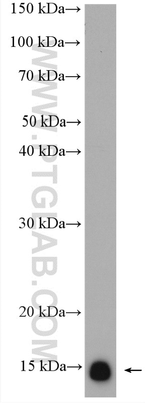 Western Blot (WB) analysis of NCCIT cells using Calmodulin Polyclonal antibody (10541-1-AP)