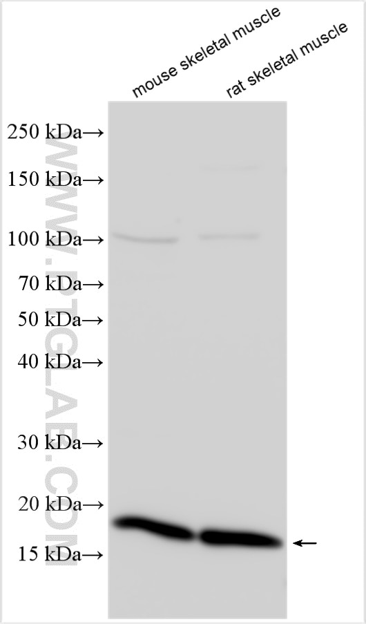 Western Blot (WB) analysis of various lysates using Calmodulin Polyclonal antibody (10541-1-AP)