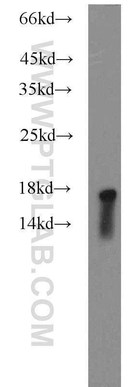 Western Blot (WB) analysis of HepG2 cells using Calmodulin Polyclonal antibody (10541-1-AP)