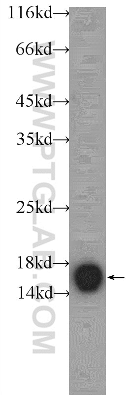 Western Blot (WB) analysis of mouse brain tissue using Calmodulin Polyclonal antibody (10541-1-AP)