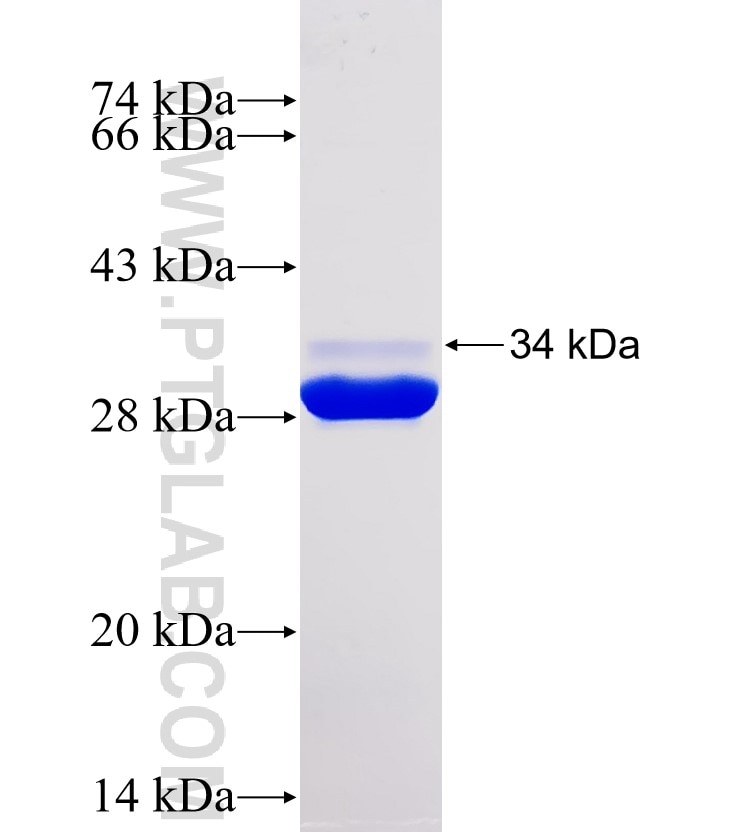 CALM3 fusion protein Ag30467 SDS-PAGE
