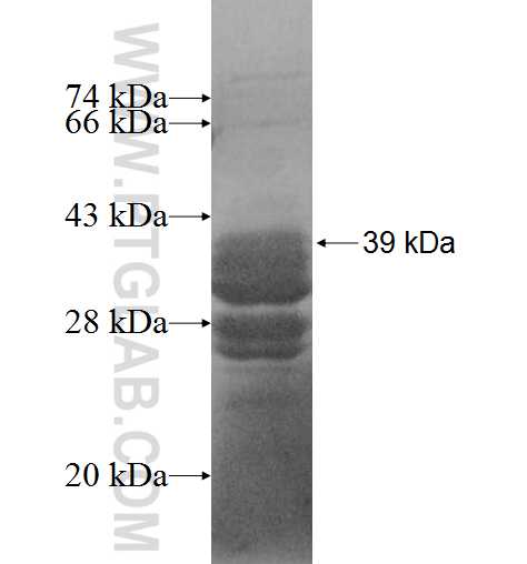CALM3 fusion protein Ag0827 SDS-PAGE